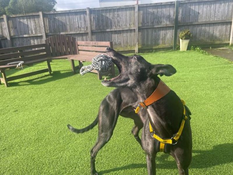 Louie Longlegs for sale in West Calder, West Lothian - Image 2