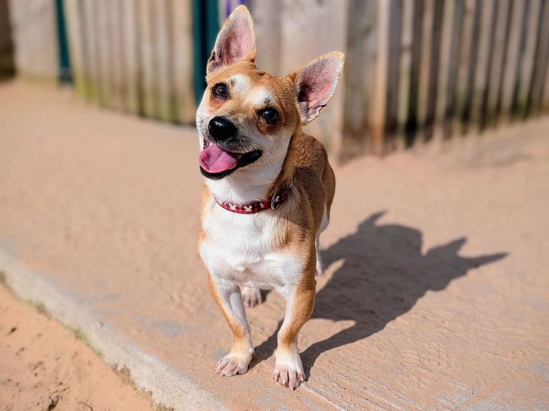 Patrick | Chihuahua (Smooth Coat) Cross | Cardiff - 1