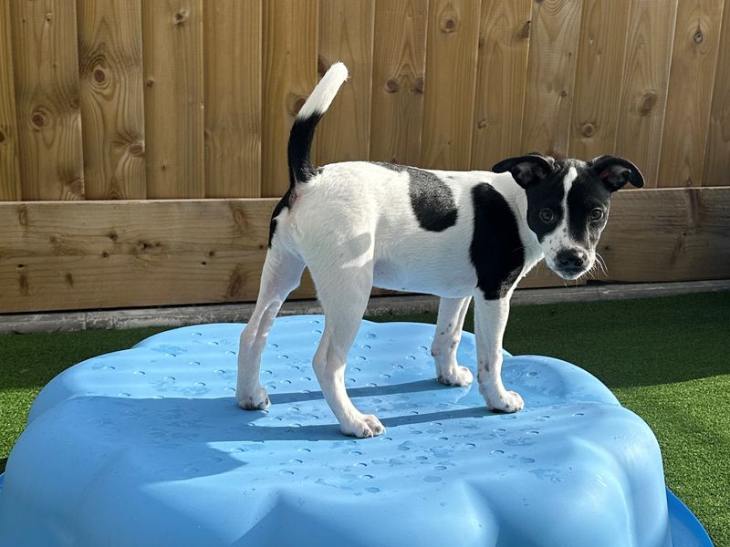 Staffordshire Bull Terrier for adoption in Ballymena, Co Antrim – 1 year old - Image 2 of 3