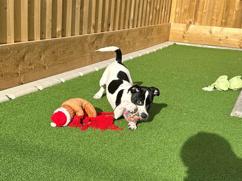 Staffordshire Bull Terrier for adoption in Ballymena, Co Antrim – 1 year old - Image 3 of 3