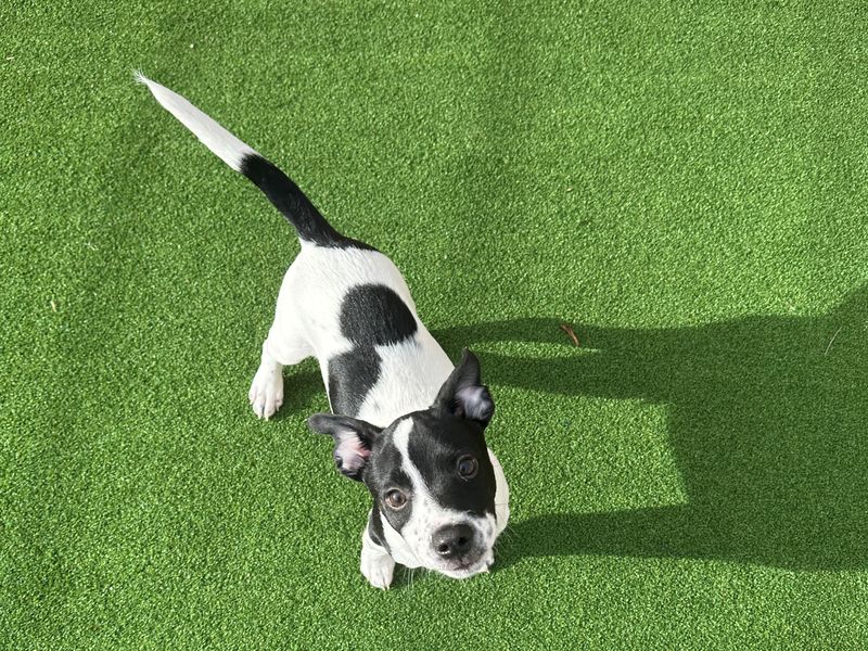 Staffordshire Bull Terrier for adoption in Ballymena, Co Antrim – 1 year old - Image 1 of 3