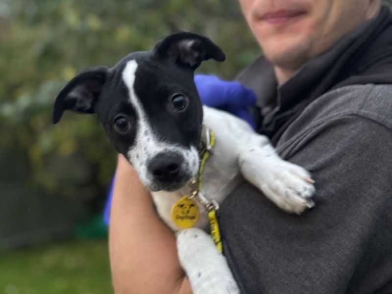 Jack Russell Terrier for adoption in , – 1 year old - Image 3 of 3