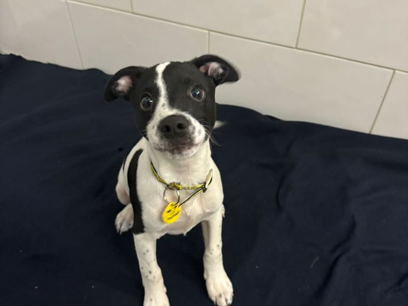 Jack Russell Terrier for adoption in , – 1 year old - Image 1 of 3