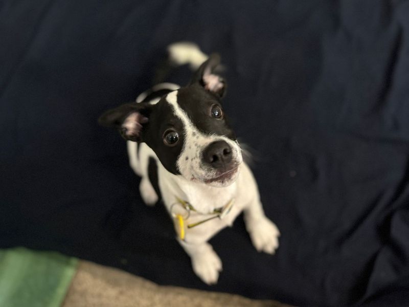 Jack Russell Terrier for adoption in , – 1 year old - Image 2 of 3