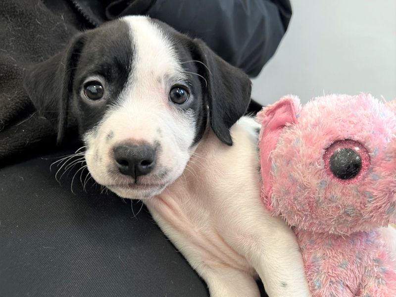 Staffordshire Bull Terrier for adoption in Ballymena, Co Antrim – 1 year old - Image 1 of 2