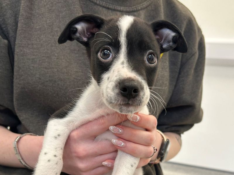 Staffordshire Bull Terrier for adoption in Ballymena, Co Antrim – 1 year old - Image 2 of 2