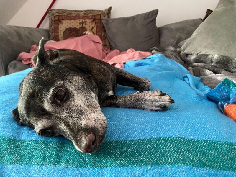 Staffordshire Bull Terrier for adoption in Cardiff, Glamorgan – 9 years old - Image 1 of 1