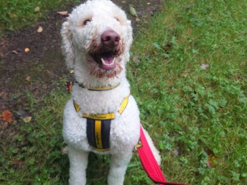 Poodle for adoption in West Calder, West Lothian – 2 years old - Image 1 of 2