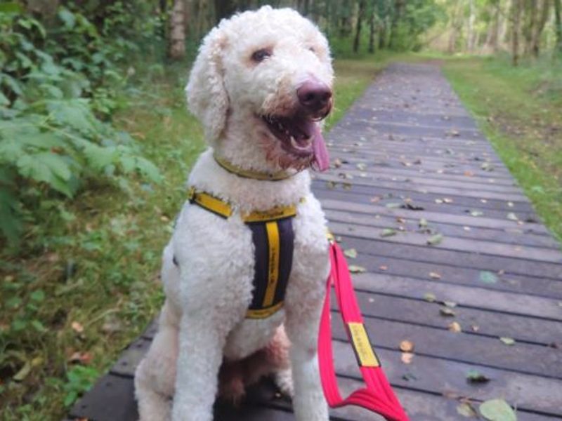 Poodle for adoption in West Calder, West Lothian – 2 years old - Image 2 of 2