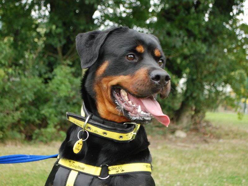 Rottweiler for adoption in Newbury, Berkshire – 3 years old - Image 2 of 3