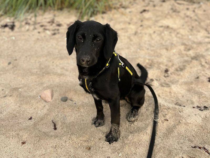 Cocker Spaniel for adoption in Ballymena, Co Antrim – 1 year old - Image 4 of 5