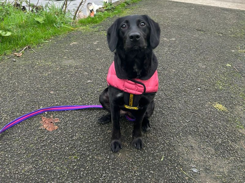 Cocker Spaniel for adoption in Ballymena, Co Antrim – 1 year old - Image 2 of 5