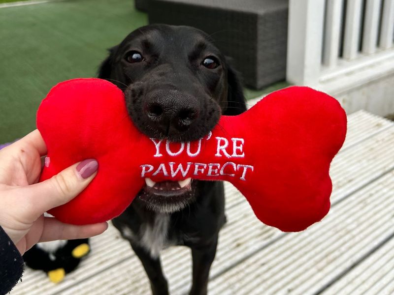 Cocker Spaniel for adoption in Ballymena, Co Antrim – 1 year old - Image 5 of 5