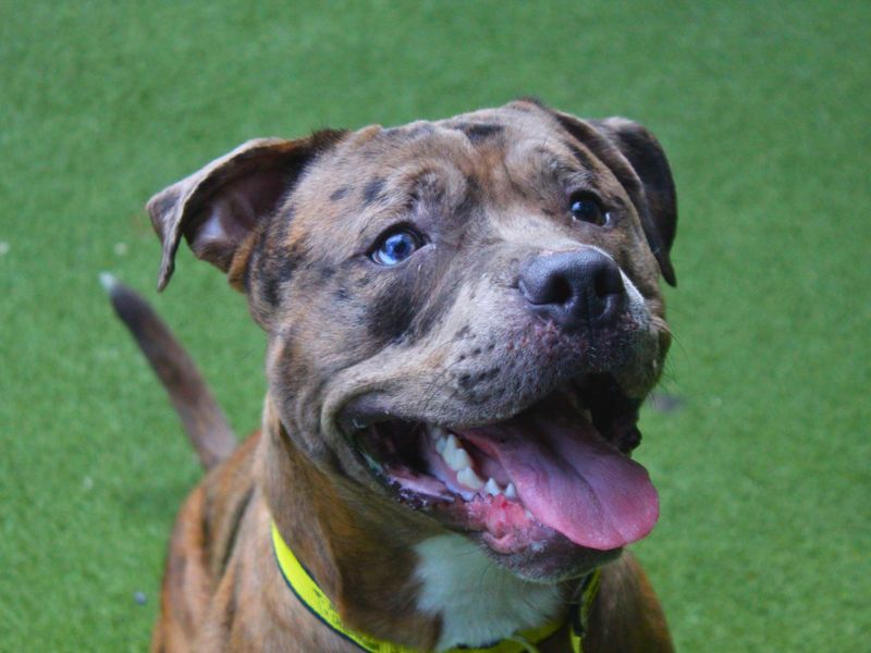 Staffordshire Bull Terrier for adoption in Manchester, Greater Manchester – 1 year old - Image 4 of 5