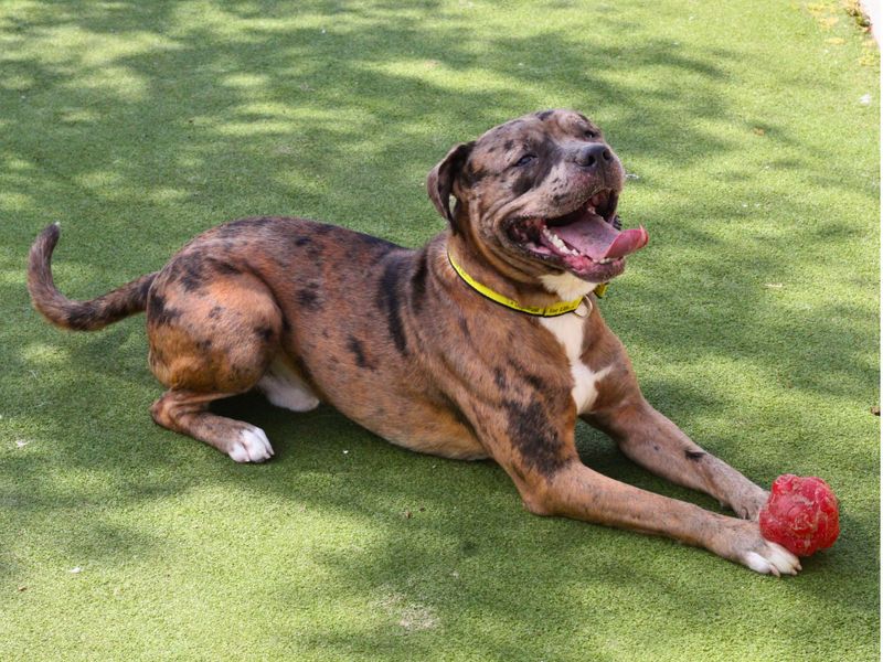 Staffordshire Bull Terrier for adoption in Manchester, Greater Manchester – 1 year old - Image 3 of 5