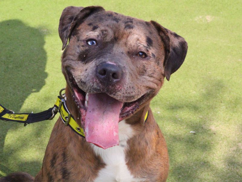 Staffordshire Bull Terrier for adoption in Manchester, Greater Manchester – 1 year old - Image 2 of 5