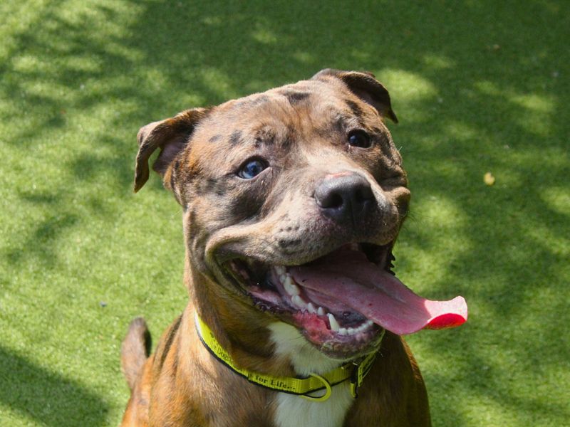 Staffordshire Bull Terrier for adoption in Manchester, Greater Manchester – 1 year old - Image 1 of 5