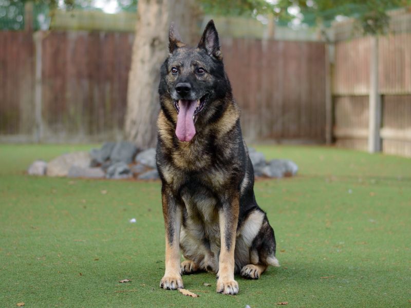 German Shepherd for adoption in Kenilworth, Warwickshire – 10 years old - Image 1 of 4
