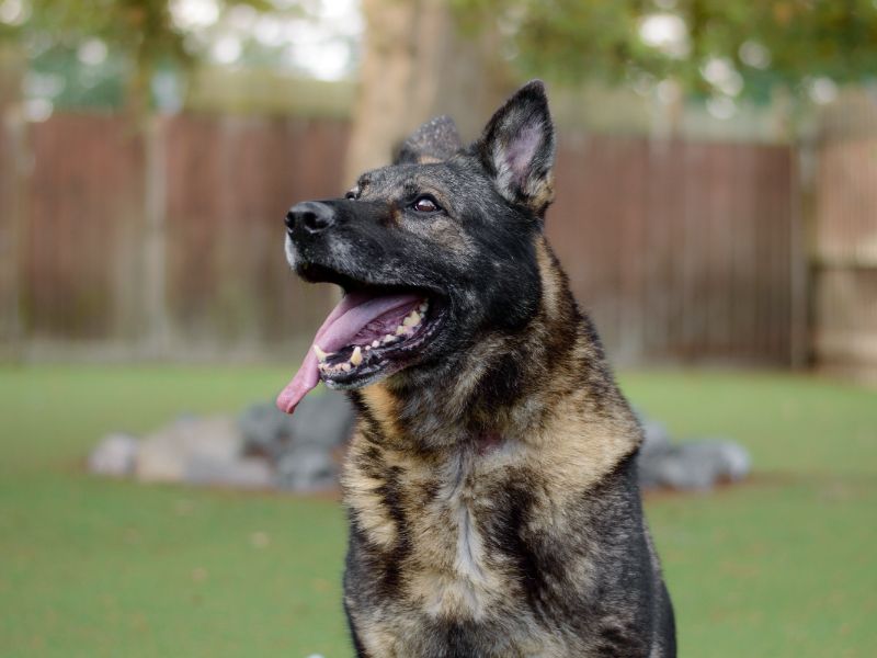 German Shepherd for adoption in Kenilworth, Warwickshire – 10 years old - Image 4 of 4