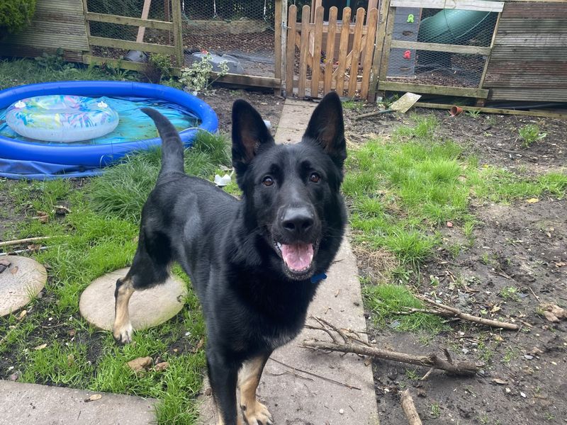 German Shepherd for adoption in Manchester, Greater Manchester – 4 years old - Image 2 of 2