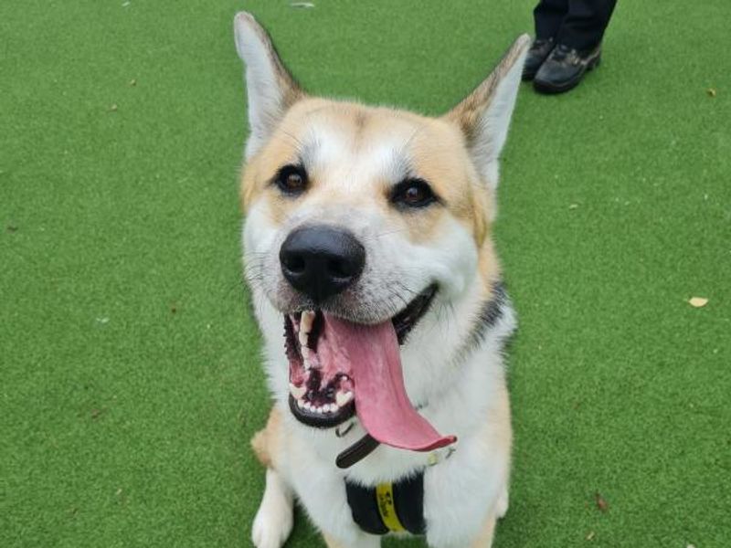 Golden Retriever for adoption in Telford, Shropshire – 2 years old - Image 2 of 2