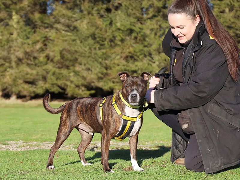 Staffordshire Bull Terrier for adoption in Leeds, Yorkshire – 5 years old - Image 3 of 4