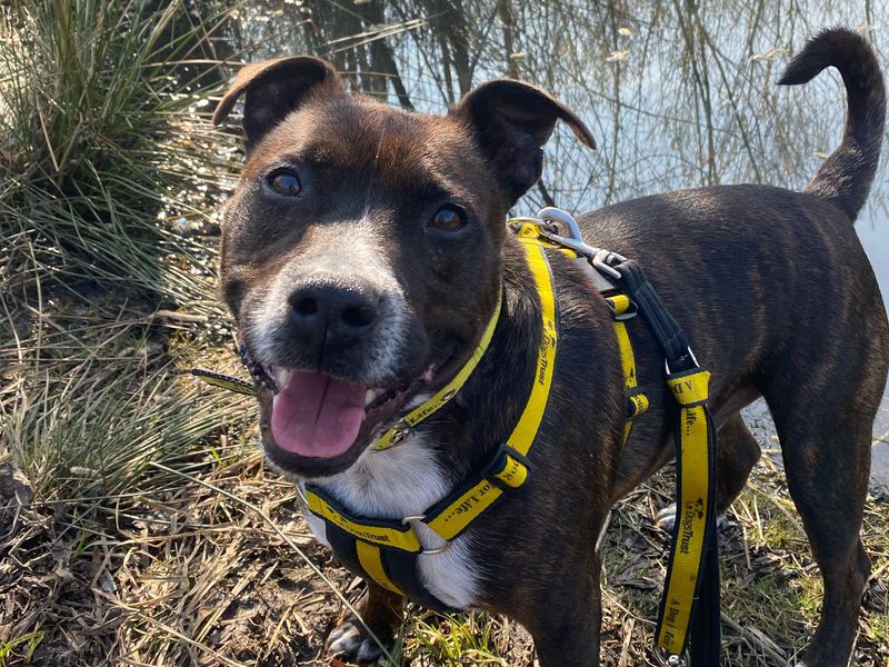Staffordshire Bull Terrier for adoption in Leeds, Yorkshire – 5 years old - Image 2 of 4