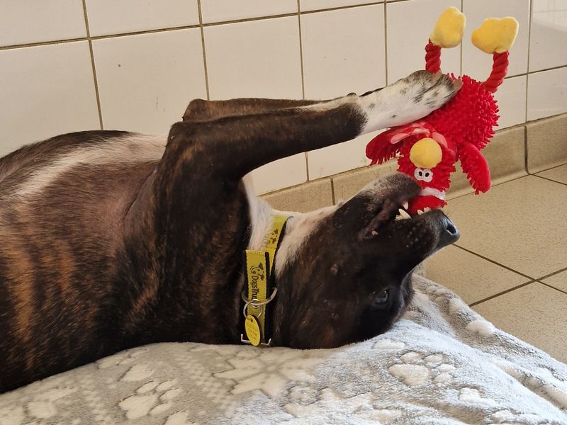 Staffordshire Bull Terrier for adoption in Leeds, Yorkshire – 5 years old - Image 4 of 4