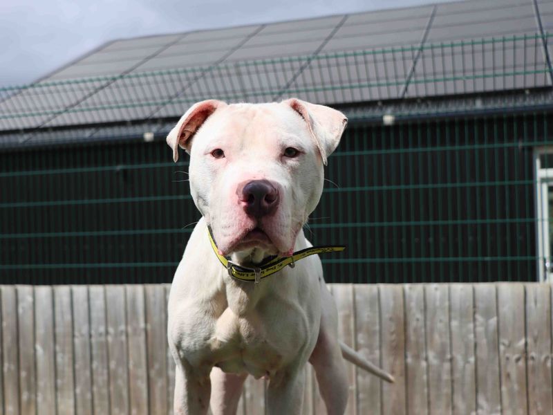 American Bulldog for adoption in Sadberge, Co Durham – 1 year old - Image 1 of 7