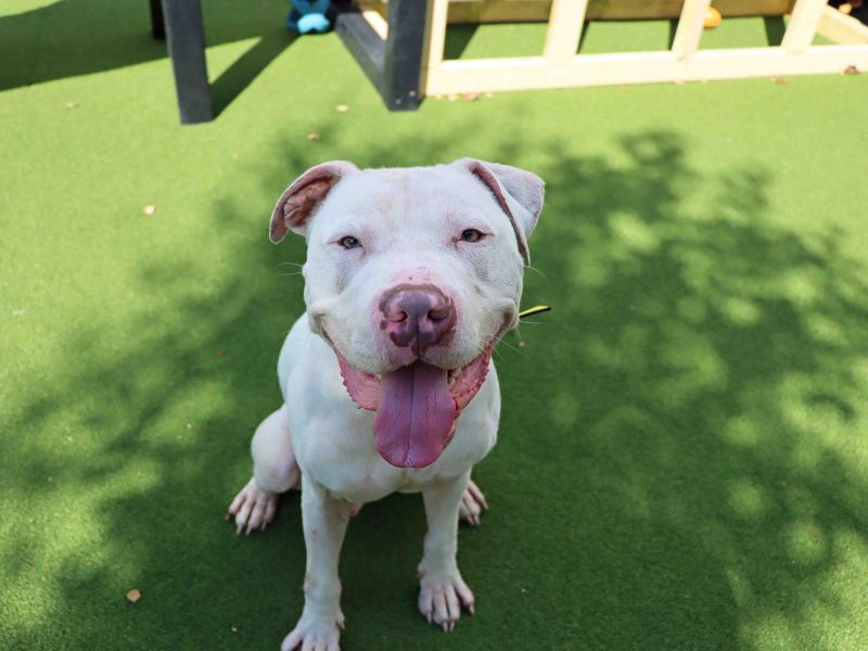 American Bulldog for adoption in Sadberge, Co Durham – 1 year old - Image 4 of 7