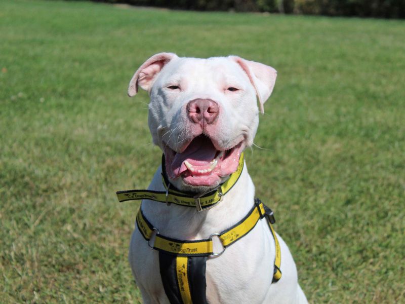 American Bulldog for adoption in Sadberge, Co Durham – 1 year old - Image 6 of 7