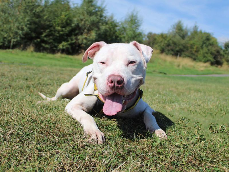 American Bulldog for adoption in Sadberge, Co Durham – 1 year old - Image 2 of 7