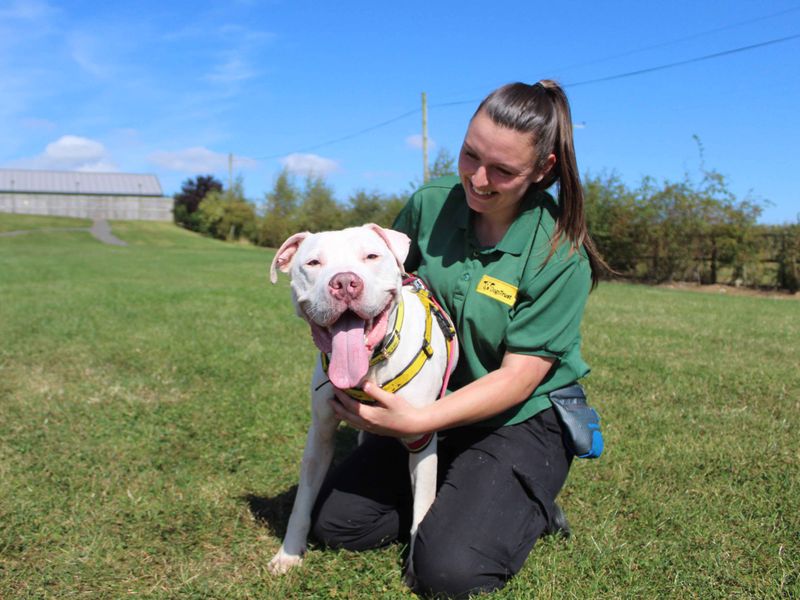 American Bulldog for adoption in Sadberge, Co Durham – 1 year old - Image 3 of 7