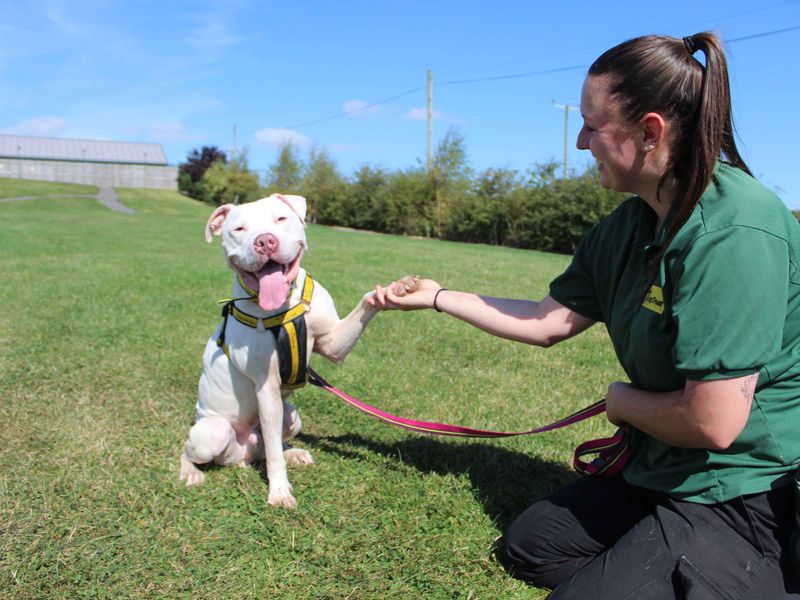 American Bulldog for adoption in Sadberge, Co Durham – 1 year old - Image 7 of 7