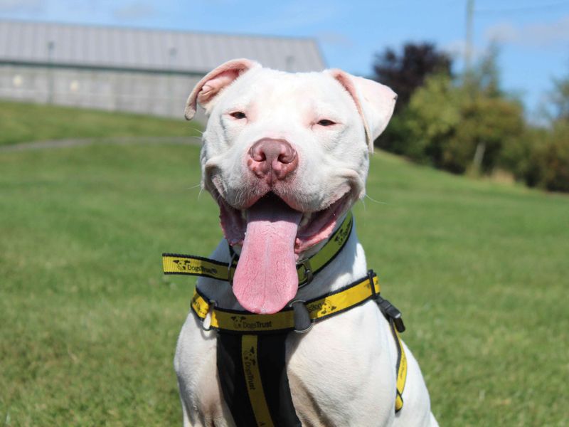 American Bulldog for adoption in Sadberge, Co Durham – 1 year old - Image 5 of 7