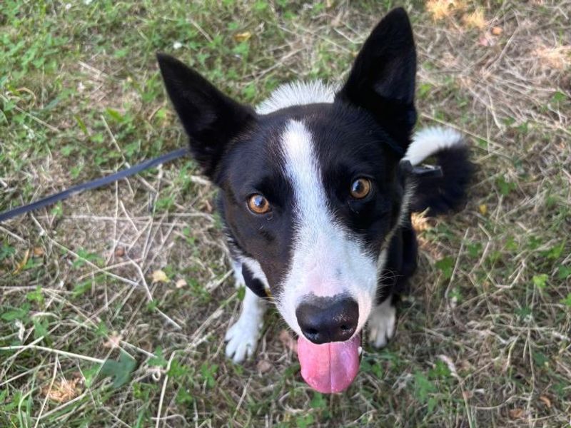 Border Collie for adoption in Telford, Shropshire – 3 years old