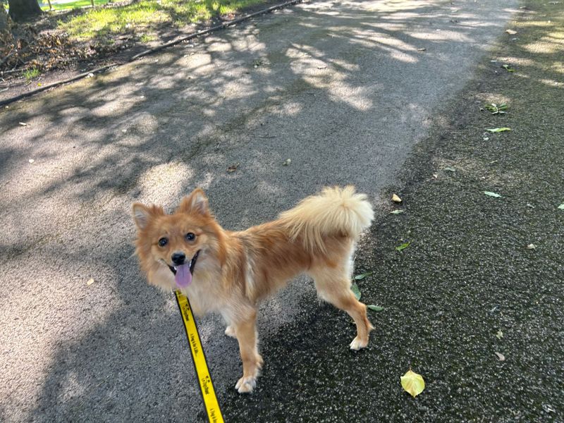 Pomeranian for adoption in Manchester, Greater Manchester – 1 year old - Image 4 of 4