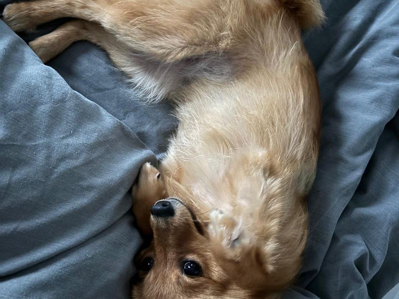 Pomeranian for adoption in Manchester, Greater Manchester – 1 year old - Image 3 of 4