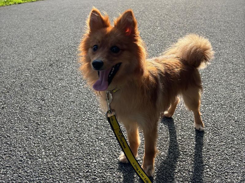 Pomeranian for adoption in Manchester, Greater Manchester – 1 year old - Image 1 of 4