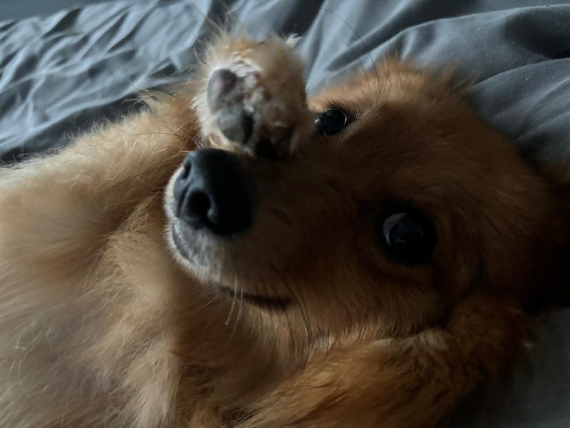Pomeranian for adoption in Manchester, Greater Manchester – 1 year old - Image 2 of 4