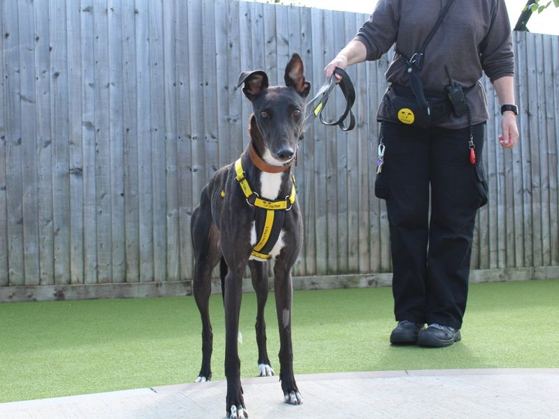 Annabelle for sale in Evesham, Worcestershire - Image 3