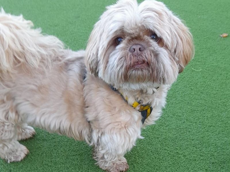 Shih Tzu for adoption in Telford, Shropshire – 8 years old