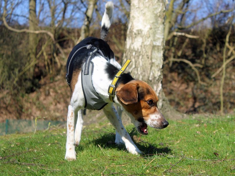 Max for sale in Liverpool, Merseyside | Image 2