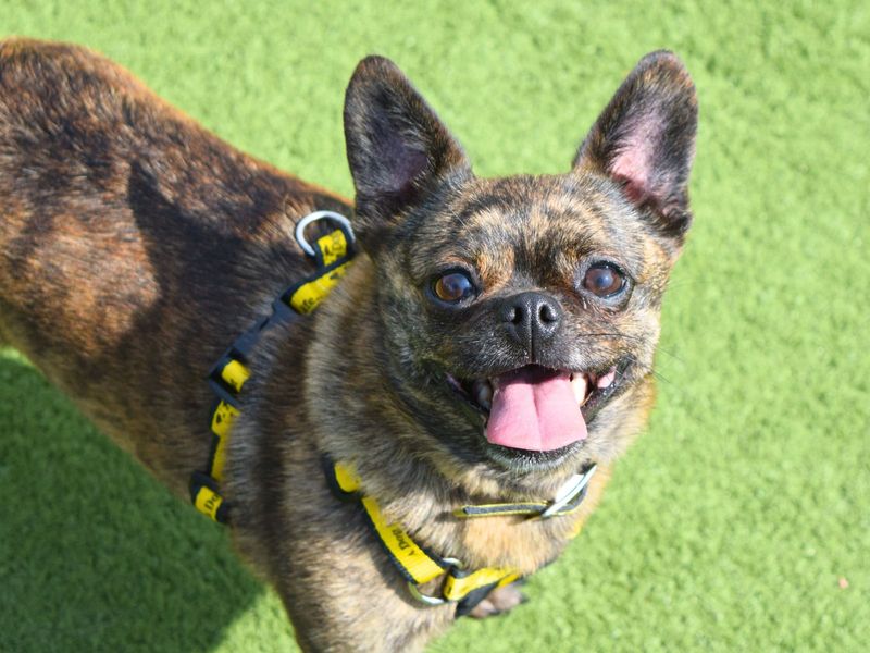 Pug for adoption in Uxbridge, London – 5 years old - Image 2 of 2