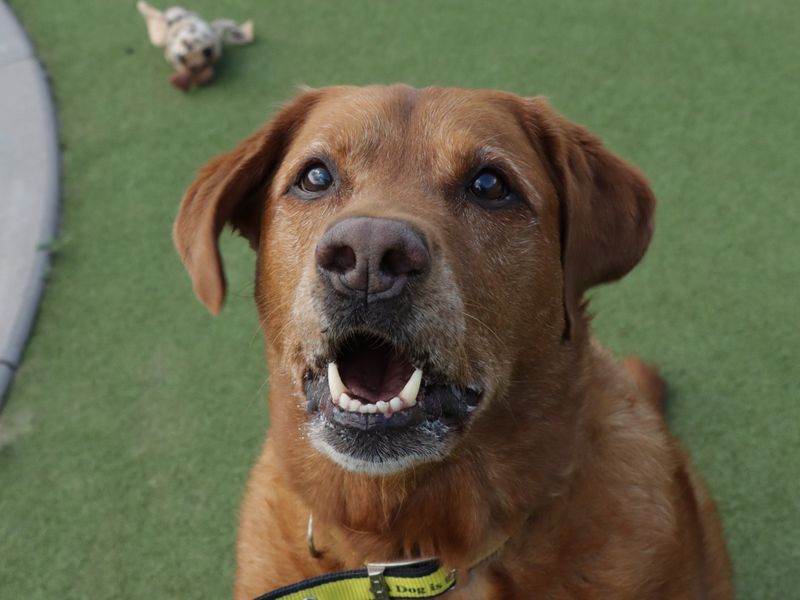 Buddy | Retriever (Labrador) | Evesham (Worcestershire) - 1
