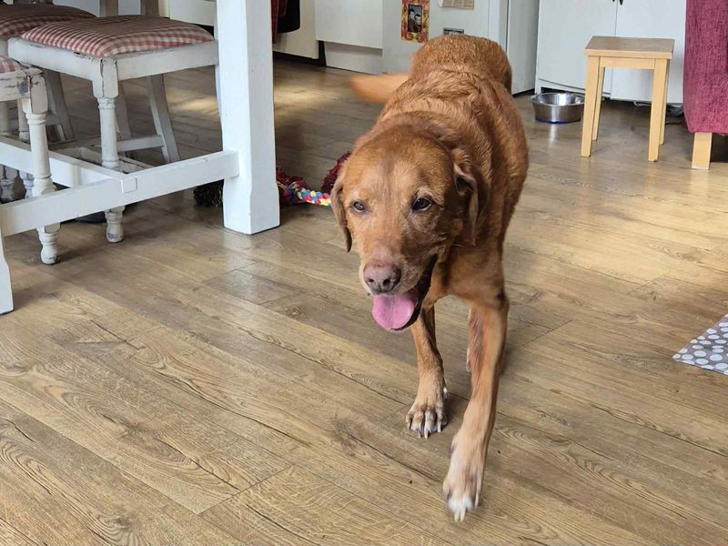 Buddy | Retriever (Labrador) | Evesham (Worcestershire) - 1