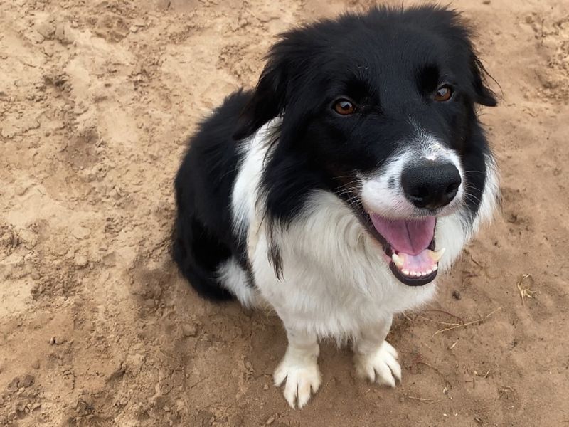 Border Collie for adoption in Wymeswold, Leicestershire – 4 years old - Image 2 of 4