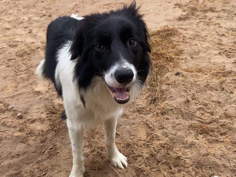 Border Collie for adoption in Wymeswold, Leicestershire – 4 years old - Image 4 of 4