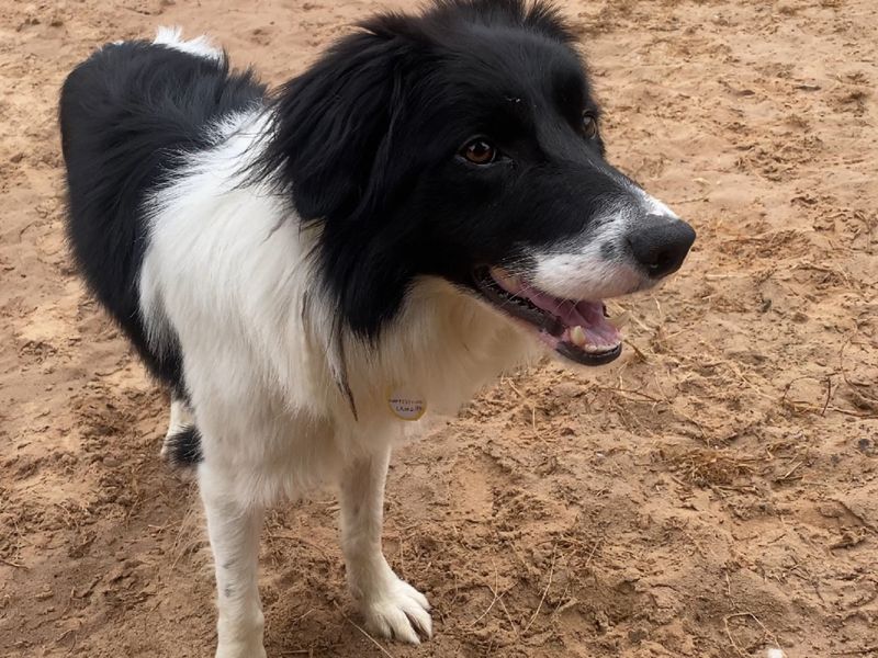 Border Collie for adoption in Wymeswold, Leicestershire – 4 years old - Image 1 of 4