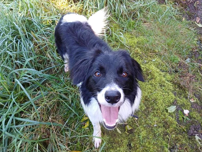 Border Collie for adoption in Wymeswold, Leicestershire – 4 years old - Image 3 of 4